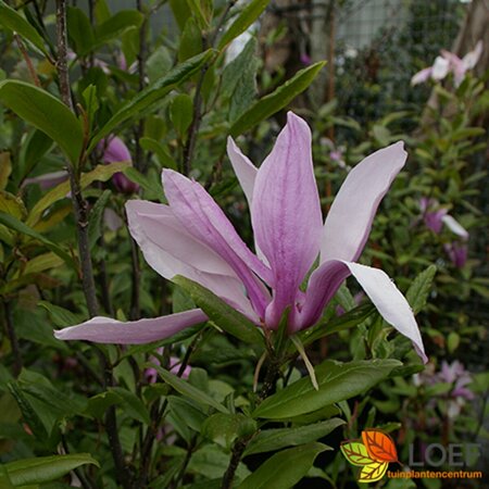 Magnolia 'Susan' - afbeelding 2