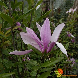 Magnolia 'Susan' - afbeelding 2