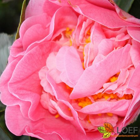 Camellia japonica