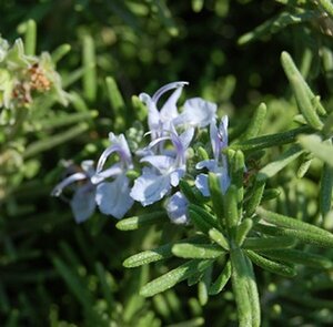 Rosmarinus officinalis 'Prostratus' C10