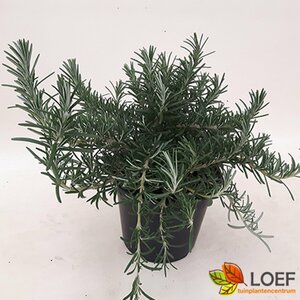 Rosmarinus officinalis 'Prostratus' - afbeelding 2