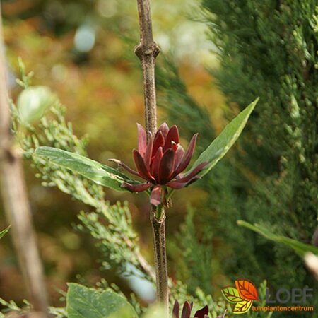 Calycanthus floridus - afbeelding 1