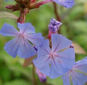 Ceratostigma willmottianum P9