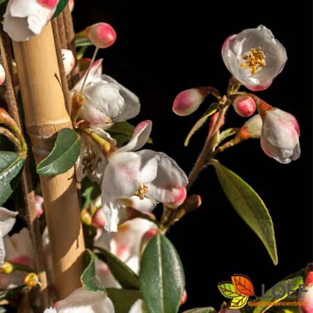 Camellia rosthorniana 'Cupido' 70/80C