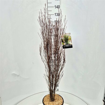Frangula alnus 'Fine Line' - afbeelding 1