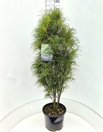 Frangula alnus 'Fine Line' - afbeelding 2