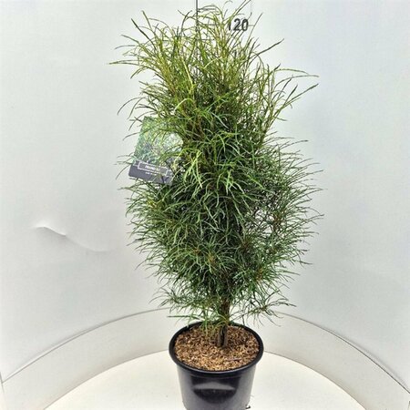 Frangula alnus 'Fine Line' - afbeelding 3