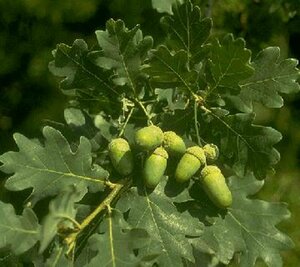 Quercus robur - afbeelding 2