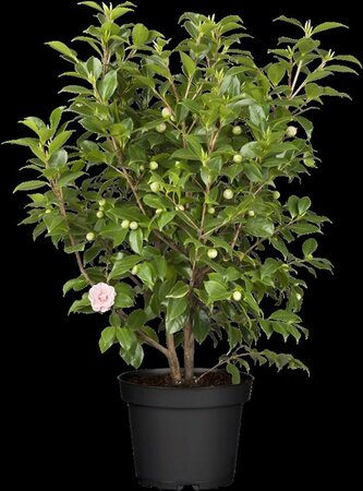 Camellia japonica 'Bonomiana' 12-14 C. HO.