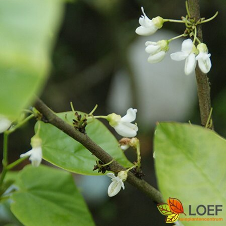 Cercis canadensis 'Vanilla Twist'