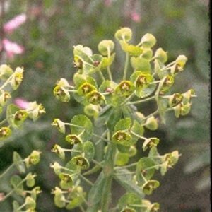 Euphorbia characias 'Forescate' P9