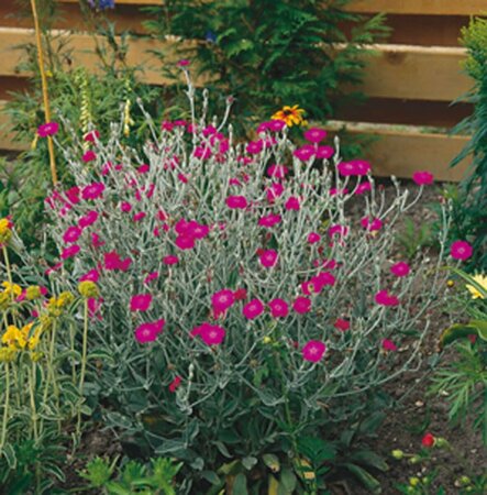 Lychnis coronaria P9 BIO - afbeelding 3