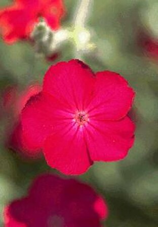 Lychnis coronaria P9 BIO - afbeelding 2