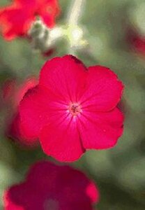 Lychnis coronaria P9 BIO - afbeelding 2