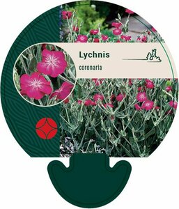 Lychnis coronaria P9 BIO - afbeelding 5