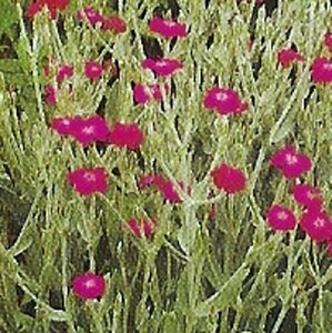 Lychnis coronaria P9 BIO - afbeelding 4