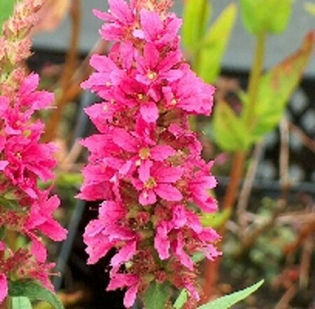 Lythrum salicaria 'Robert' P9 BIO - afbeelding 2