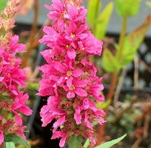Lythrum salicaria 'Robert' P9 BIO - afbeelding 2