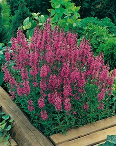Lythrum salicaria 'Robert' P9 BIO - afbeelding 3