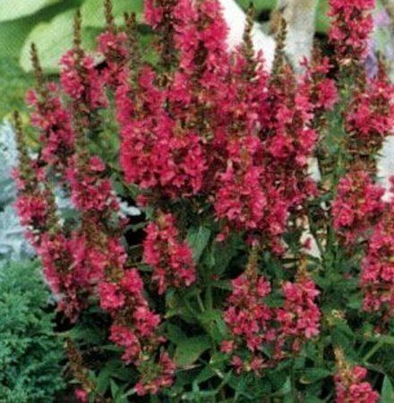 Lythrum salicaria 'Robert' P9 BIO - afbeelding 4