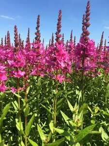 Lythrum salicaria 'Robert' P9 BIO - afbeelding 6