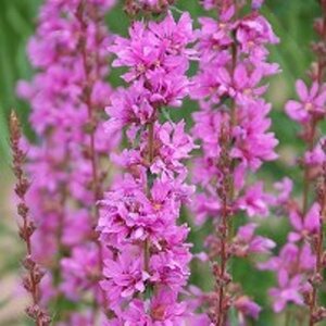 Lythrum salicaria 'Robert' P9 BIO - afbeelding 5