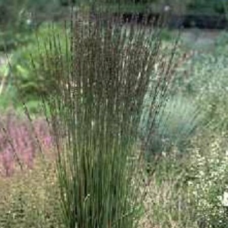 Molinia caerulea 'Moorhexe' P9 BIO - afbeelding 4