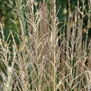 Molinia caerulea 'Moorhexe' P9 BIO - afbeelding 6