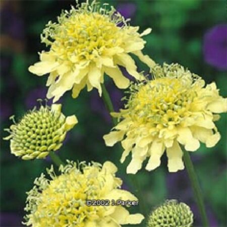 Scabiosa ochroleuca P9 BIO - afbeelding 2