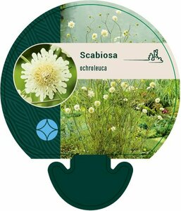 Scabiosa ochroleuca P9 BIO