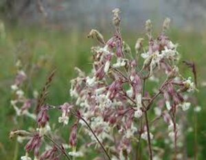 Silene nutans P9 BIO