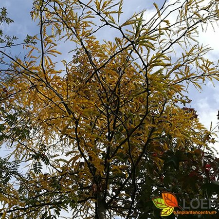 Gleditsia triacanthos 'Sunburst' 250/275 C. Meerstammig - afbeelding 2