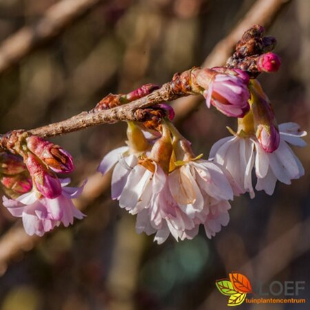 Prunus subhirtella 'Autumnalis Rosea' - afbeelding 2