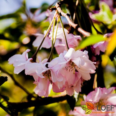 Prunus subhirtella 'Autumnalis Rosea' - afbeelding 3