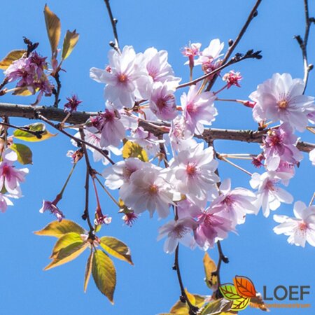 Prunus subhirtella 'Autumnalis Rosea' - afbeelding 5