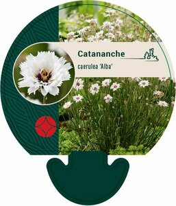 Catananche caerulea 'Alba' P9 - afbeelding 2