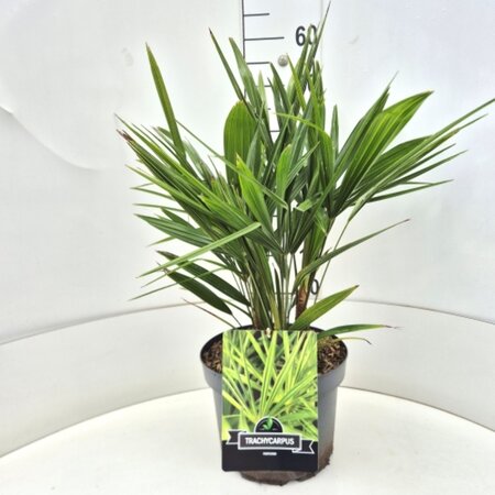 Trachycarpus fortunei - afbeelding 5