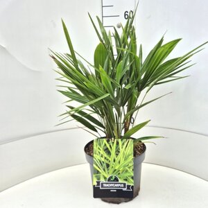Trachycarpus fortunei - afbeelding 5