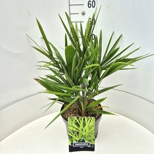 Trachycarpus fortunei - afbeelding 6