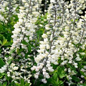Baptisia alba P9 - afbeelding 1