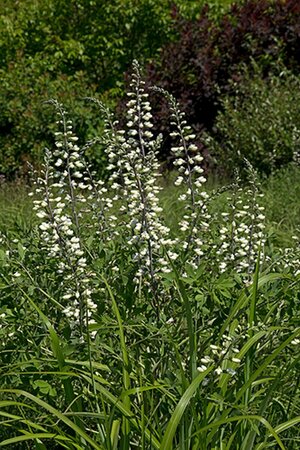 Baptisia alba P9 - afbeelding 2