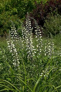 Baptisia alba P9 - afbeelding 2