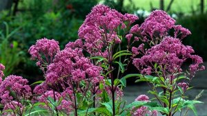 Eupatorium 'JS Humble' P9