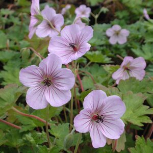Geranium 'Joy' P9 - afbeelding 1
