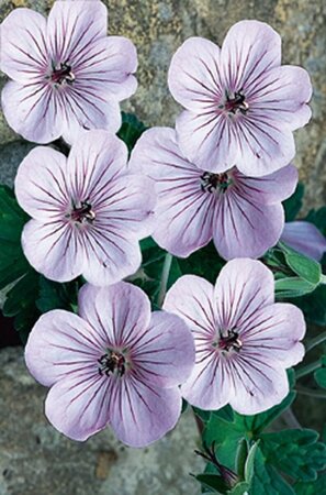 Geranium 'Joy' P9 - afbeelding 2