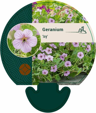 Geranium 'Joy' P9 - afbeelding 5