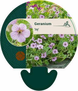 Geranium 'Joy' P9