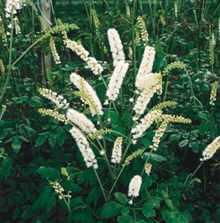 Actaea simplex 'White Pearl' - afbeelding 3