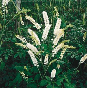 Actaea simplex 'White Pearl' - afbeelding 3