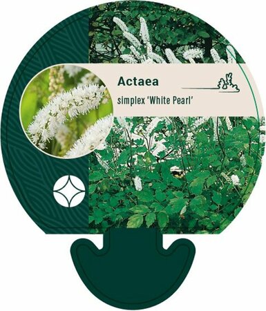 Actaea simplex 'White Pearl' - afbeelding 1